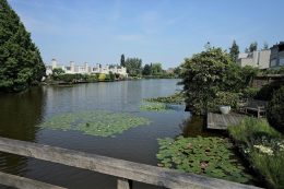 Grauwe Gans 27