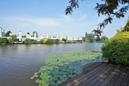 Grauwe Gans 27