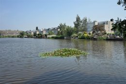 Grauwe Gans 27