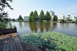 Grauwe Gans 27